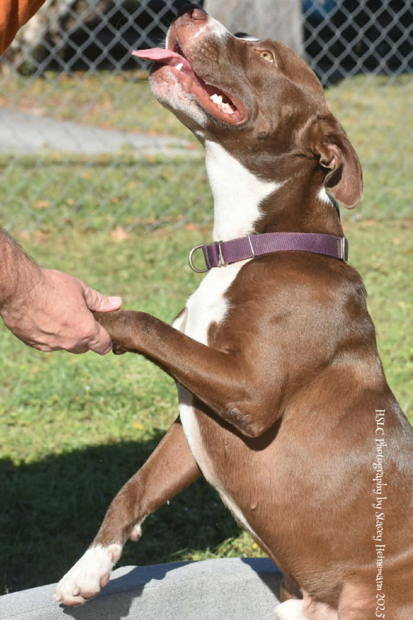 Enlarge Chief *Trained*, a ADOPTABLE mixed breed in Umatilla, FL image 4/4