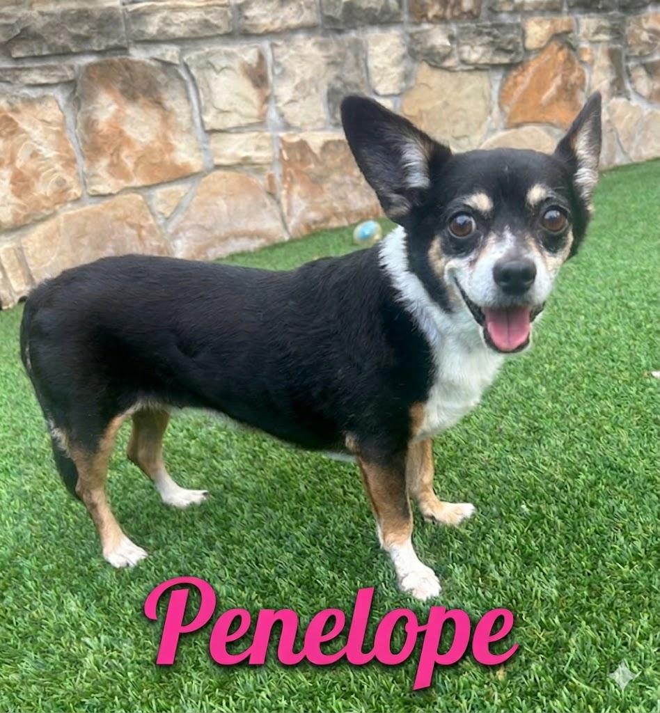 PENELOPE, Adoptable, Senior Female Rat Terrier & Dachshund.
