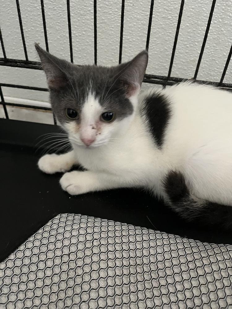 Enlarge Arlie, a Adoptable Domestic Short Hair in Jersey City, NJ image 1/1