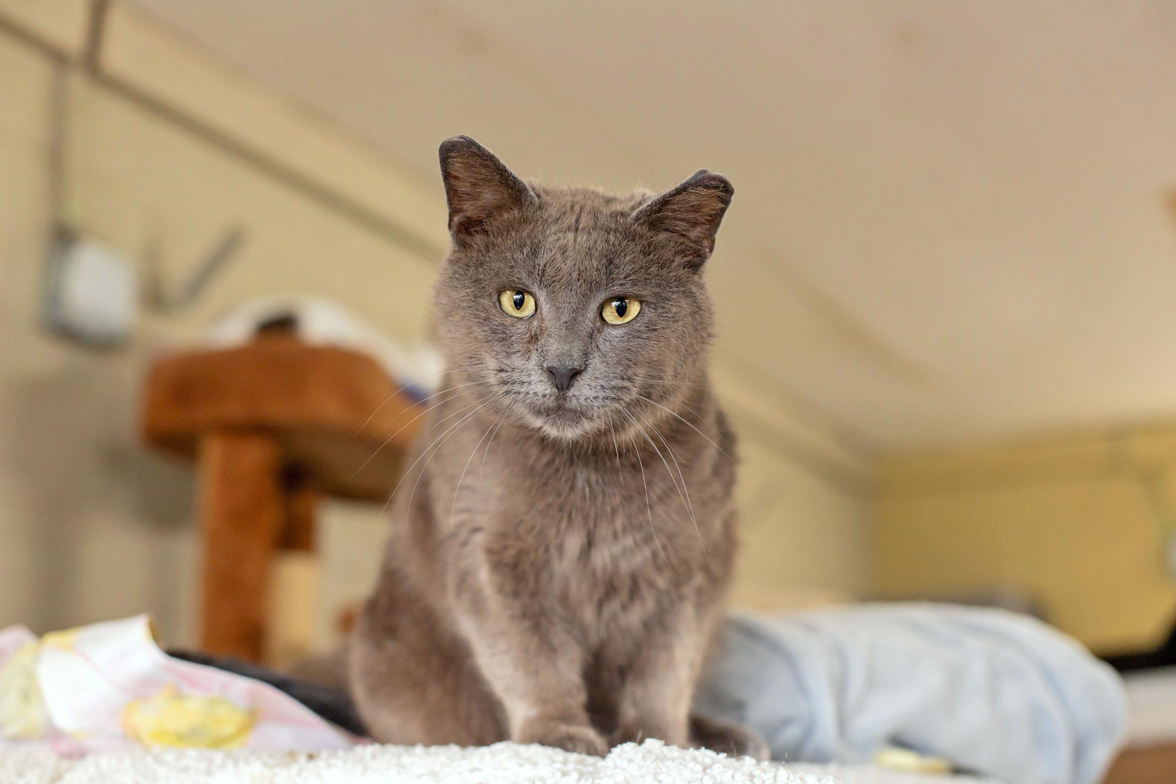 Sampson, adopted, Adult Male Domestic Short Hair.