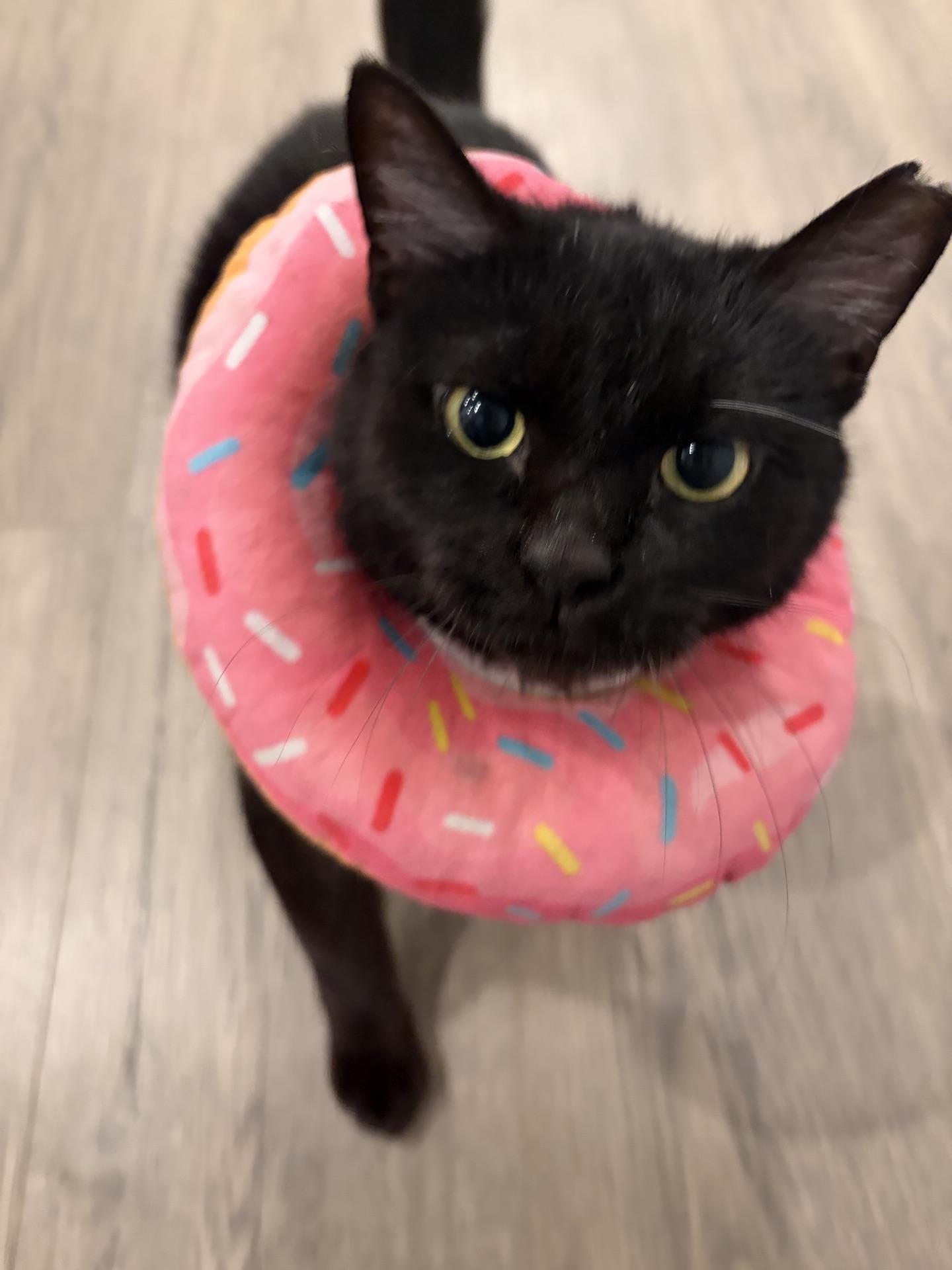 Enlarge She-Ra, a ADOPTABLE Domestic Short Hair in Murfreesboro, TN image 1/6