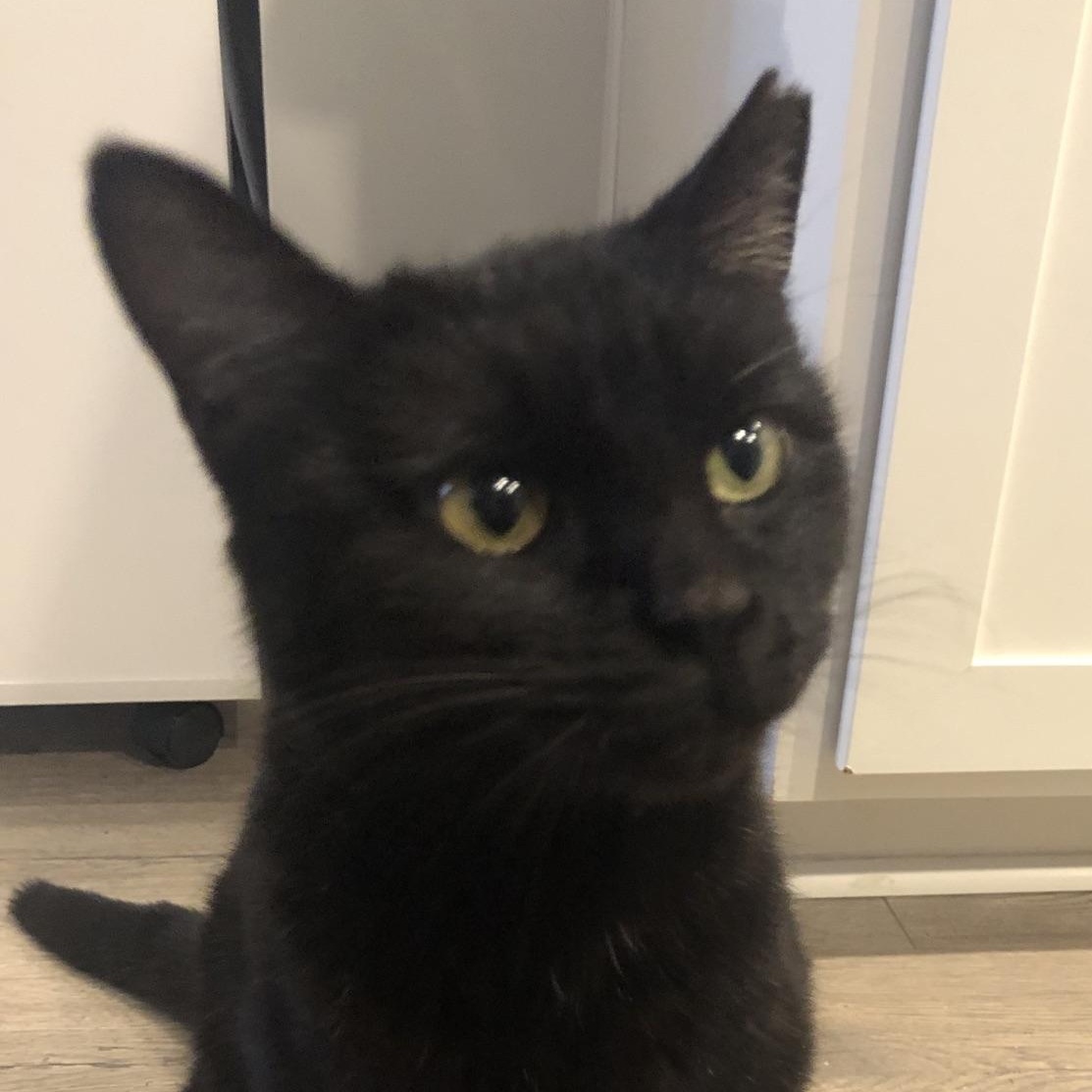 Enlarge She-Ra, a ADOPTABLE Domestic Short Hair in Murfreesboro, TN image 2/6