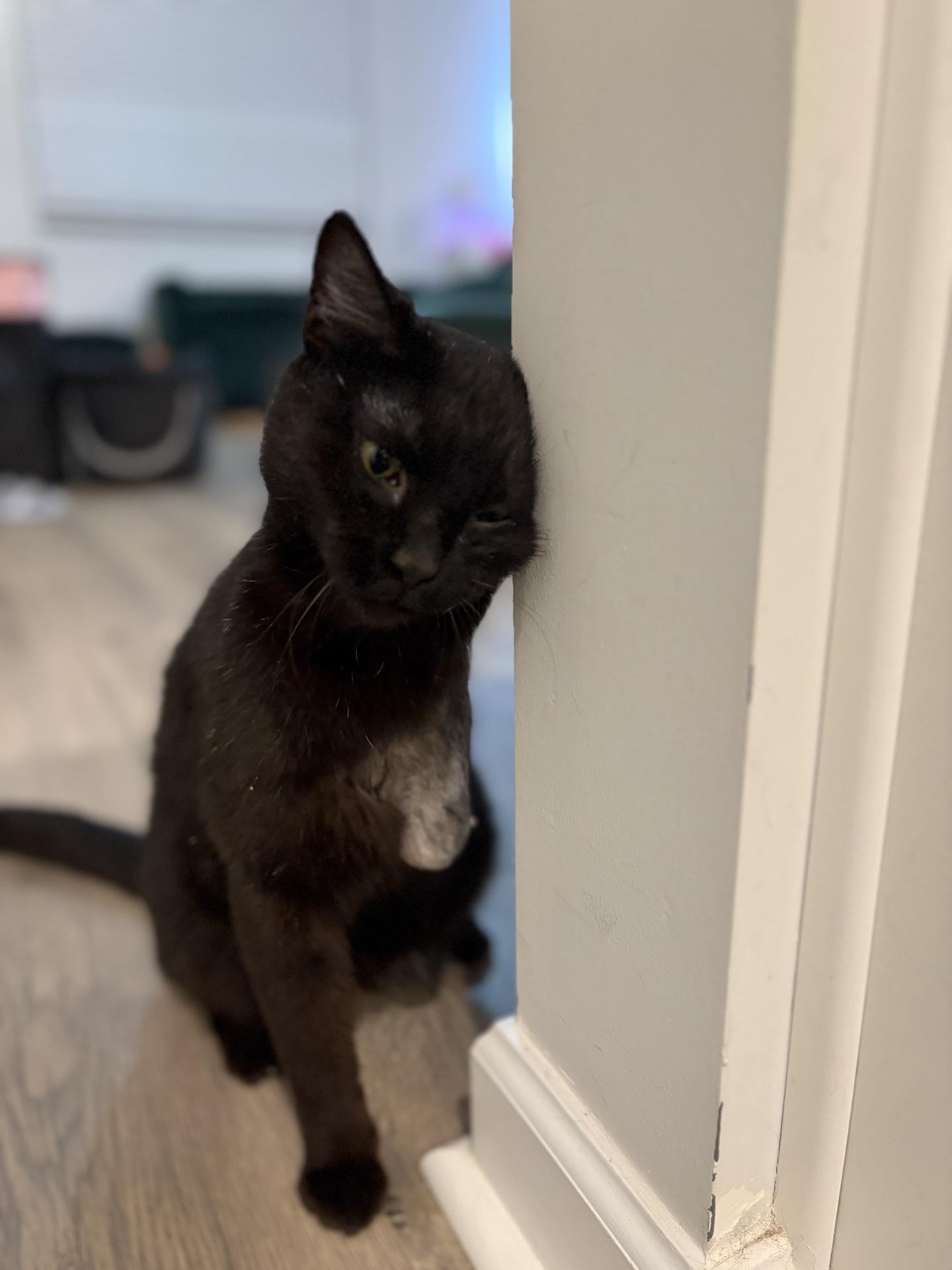 Enlarge She-Ra, a ADOPTABLE Domestic Short Hair in Murfreesboro, TN image 5/6