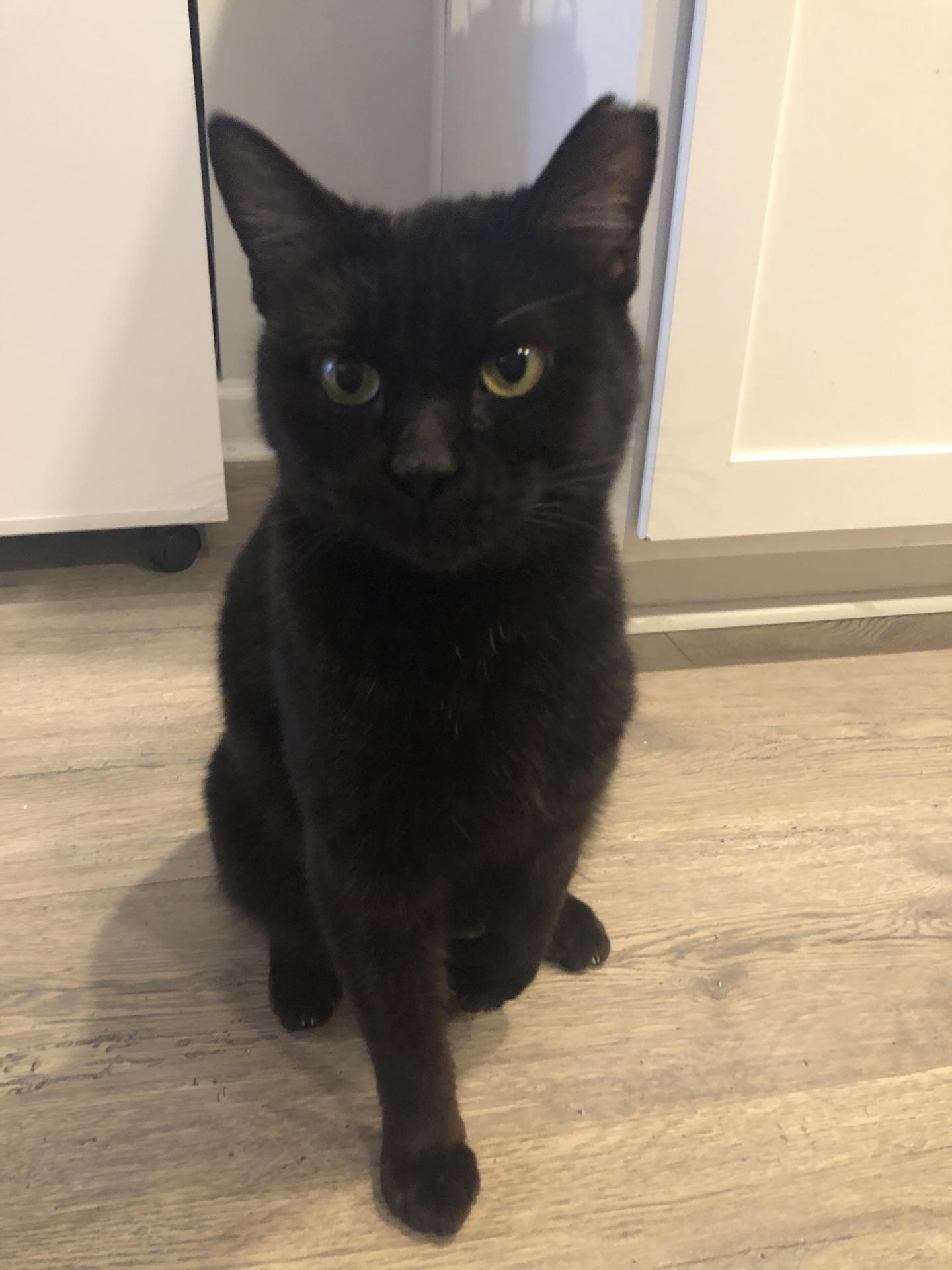 Enlarge She-Ra, a ADOPTABLE Domestic Short Hair in Murfreesboro, TN image 3/6