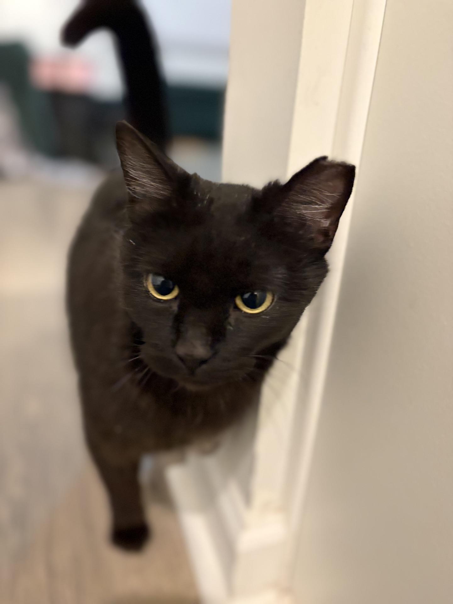 Enlarge She-Ra, a ADOPTABLE Domestic Short Hair in Murfreesboro, TN image 4/6