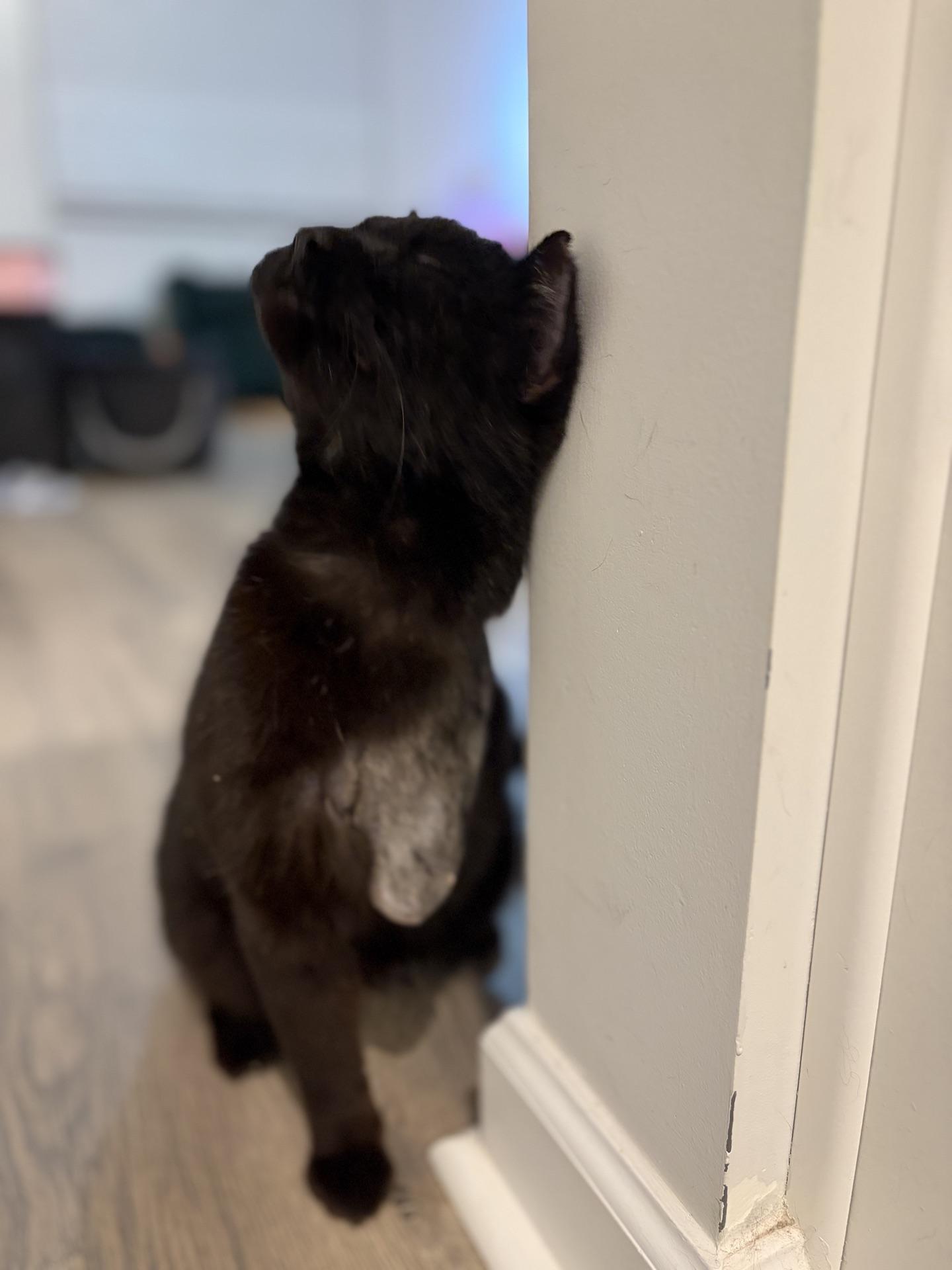 Enlarge She-Ra, a ADOPTABLE Domestic Short Hair in Murfreesboro, TN image 6/6