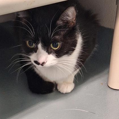 Timothy, Adoptable, Young Male Domestic Short Hair & Domestic Short Hair.