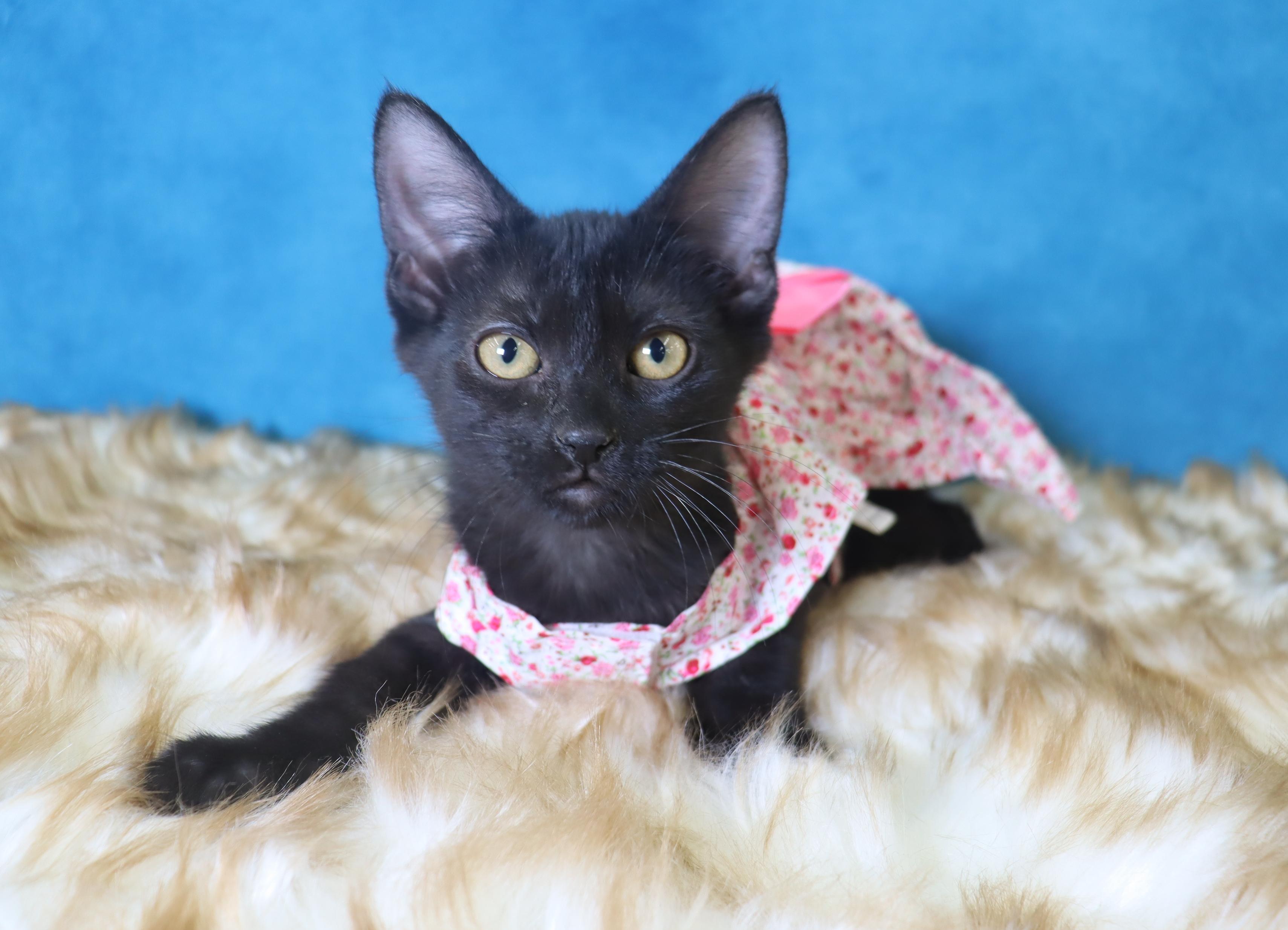 Nima, Baby Male Domestic Short Hair