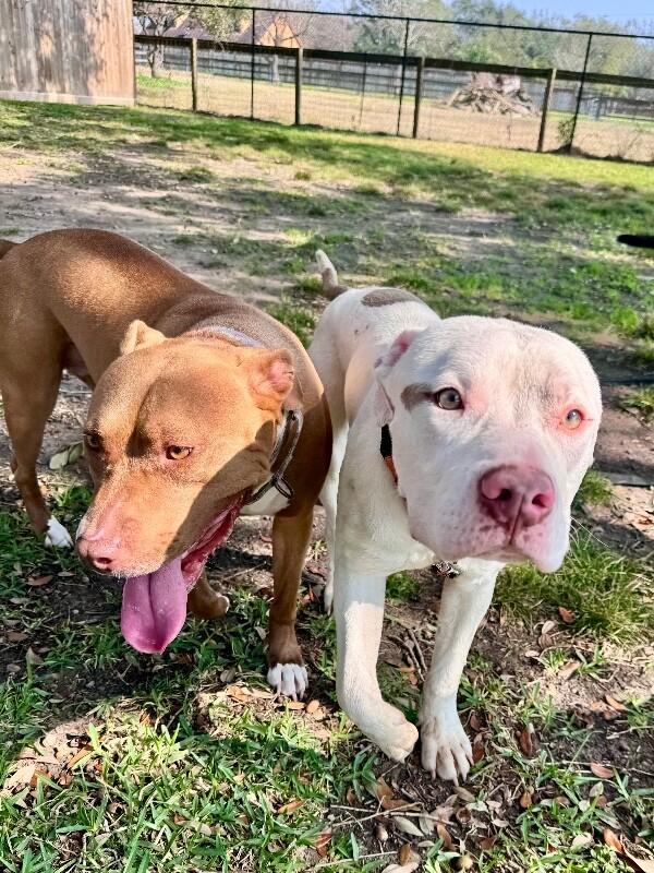 Zumi Cutie Too Sweet To be True