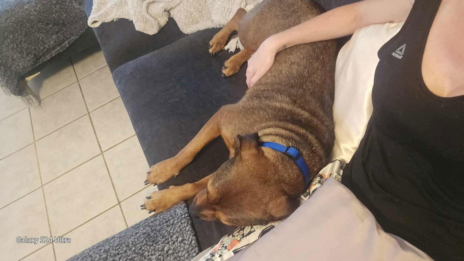 Pancake, Adoptable, Adult Female American Staffordshire Terrier.