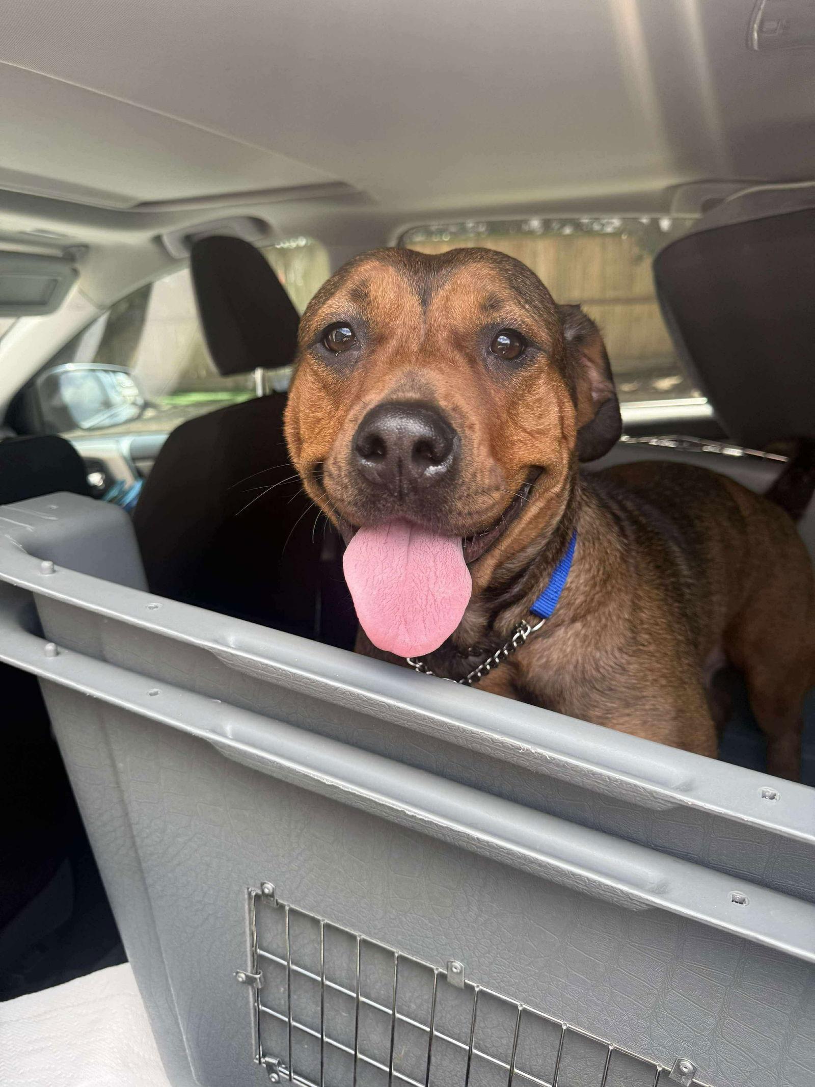 Pancake, a Adoptable American Staffordshire Terrier in Newport, NH image 2/3