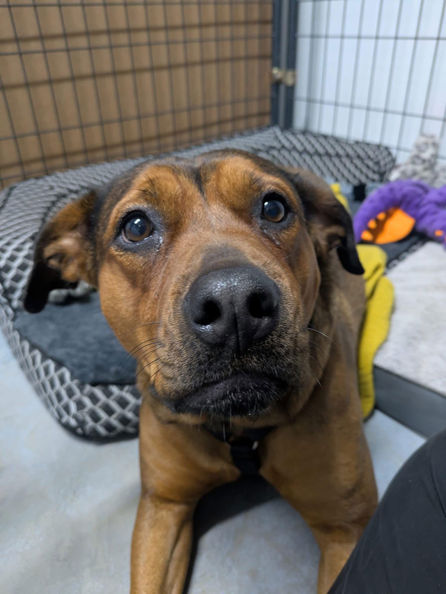 Pancake, a Adoptable American Staffordshire Terrier in Newport, NH image 3/3