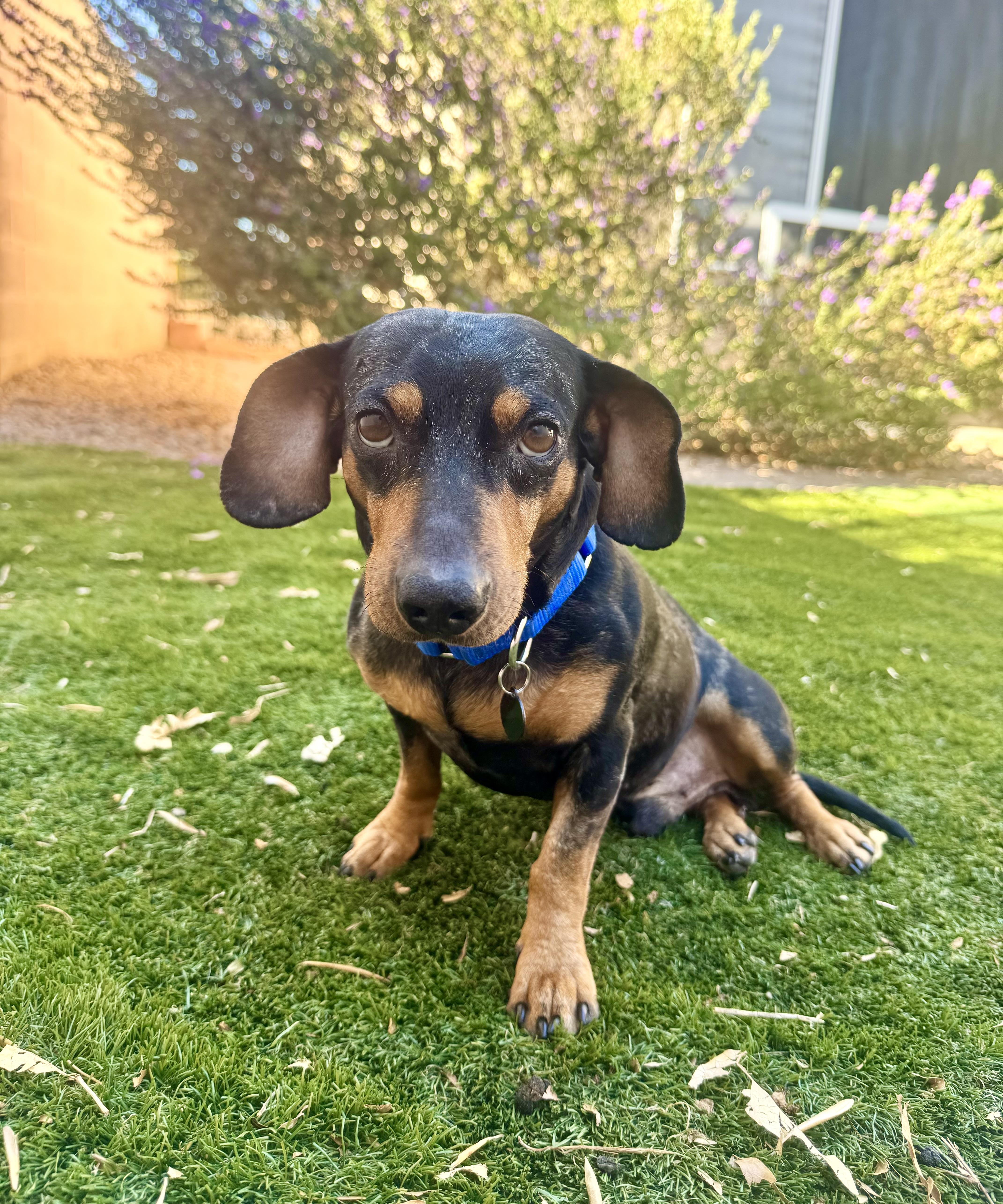 Stanley, Adoptable, Adult Male Dachshund & Miniature Pinscher.