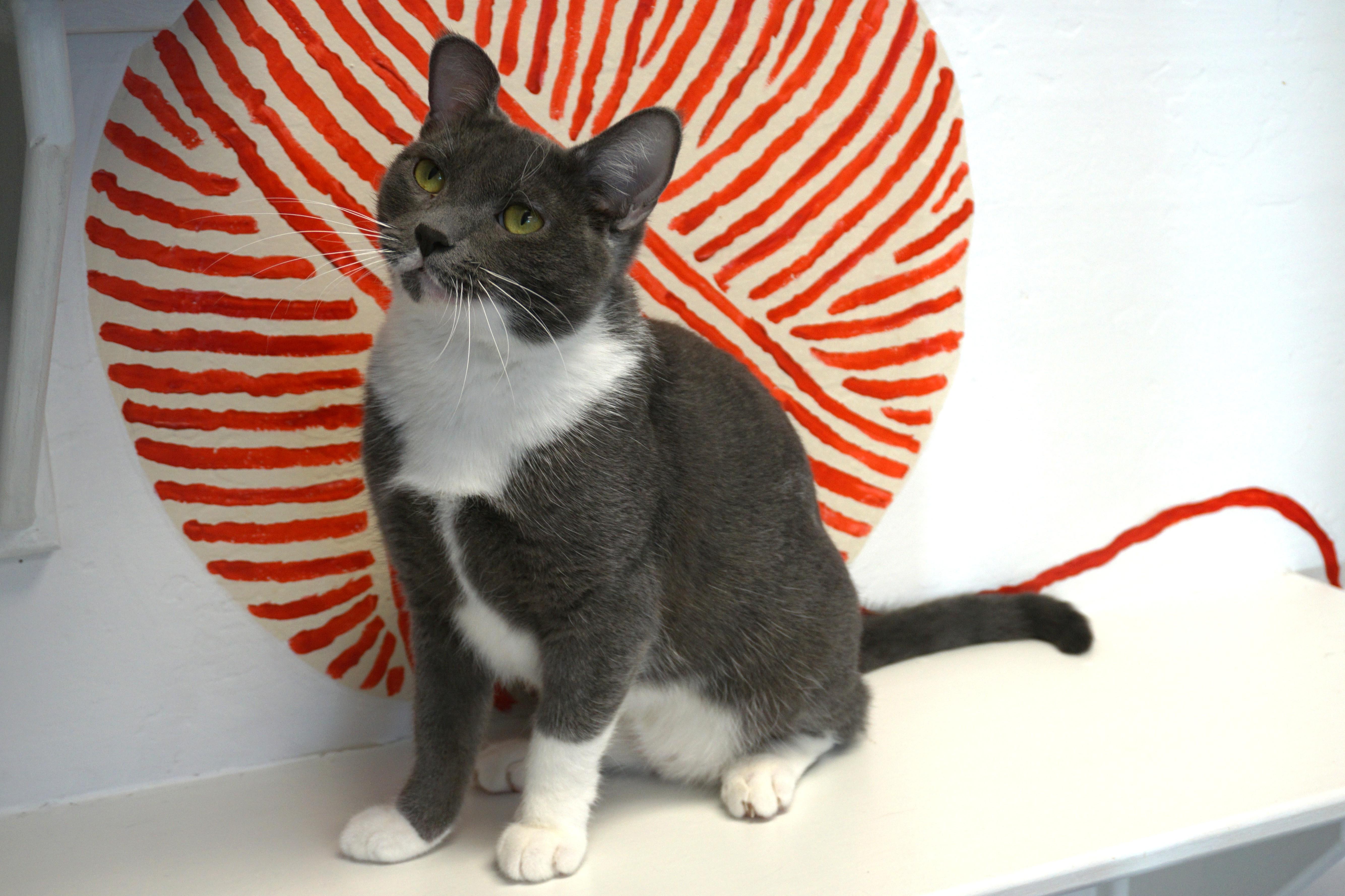 Anna Roo, a Adoptable Domestic Short Hair in Fountain Hills, AZ image 5/6