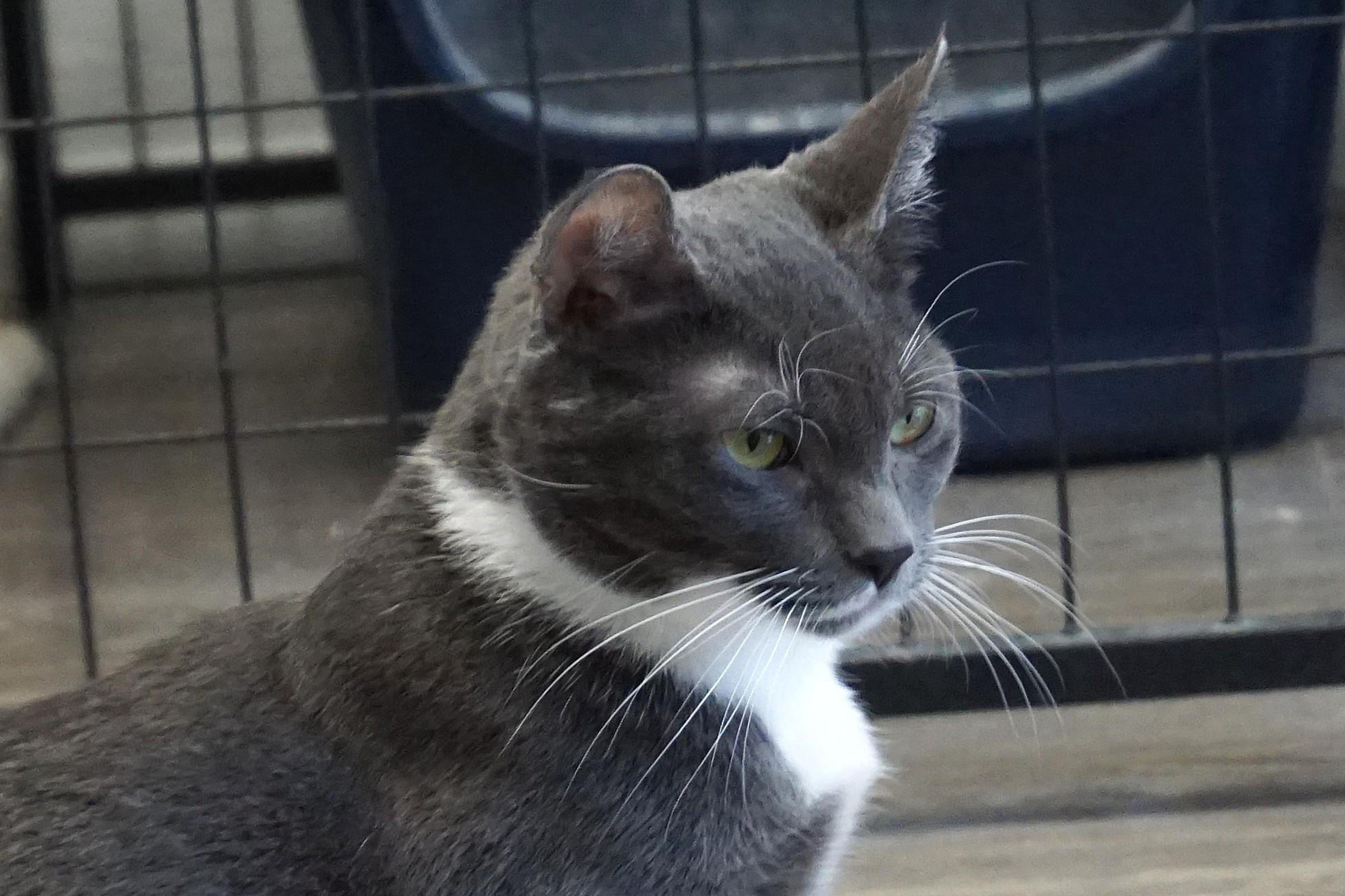 Anna Roo, a Adoptable Domestic Short Hair in Fountain Hills, AZ image 1/6