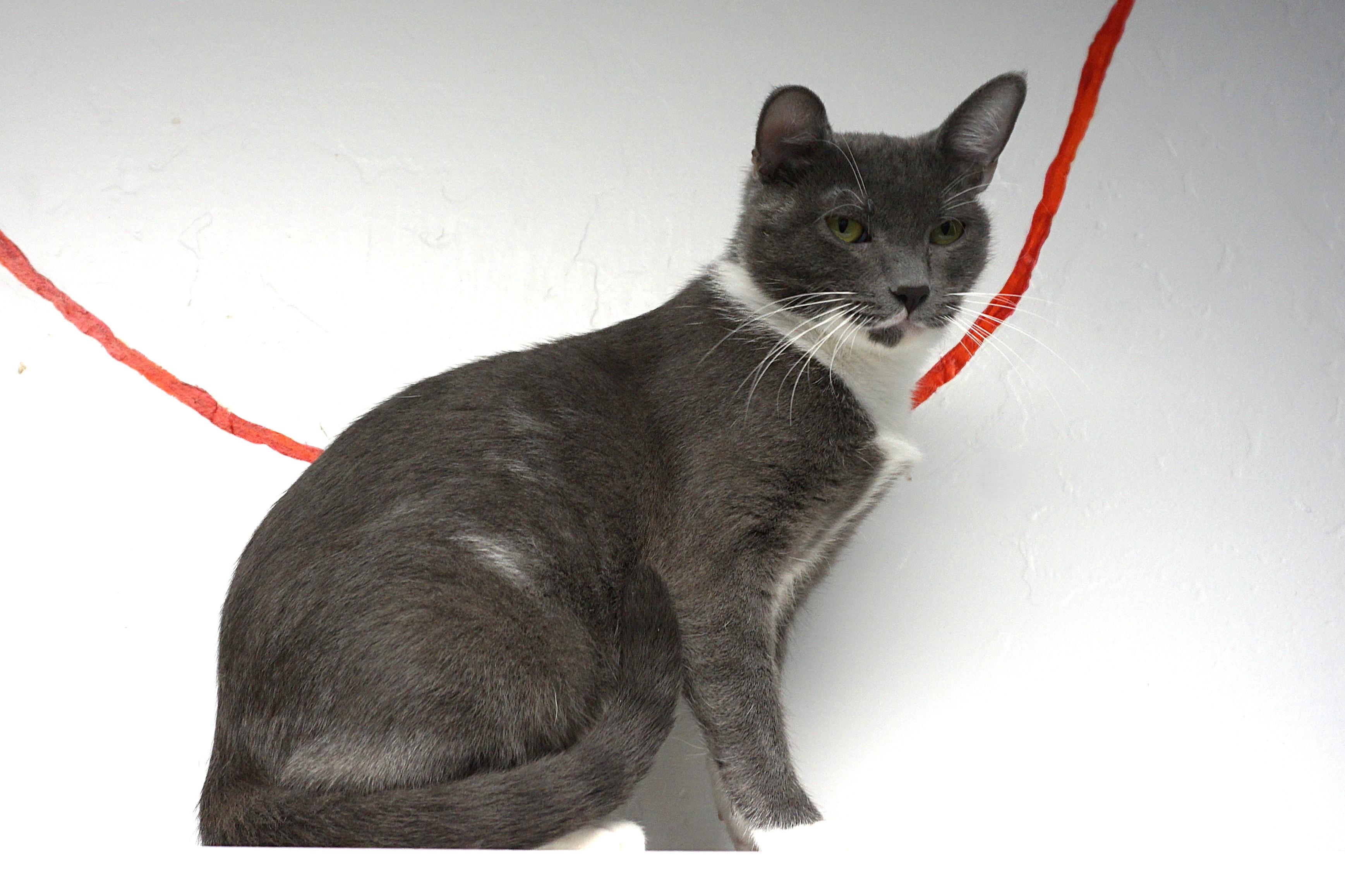 Anna Roo, a Adoptable Domestic Short Hair in Fountain Hills, AZ image 6/6