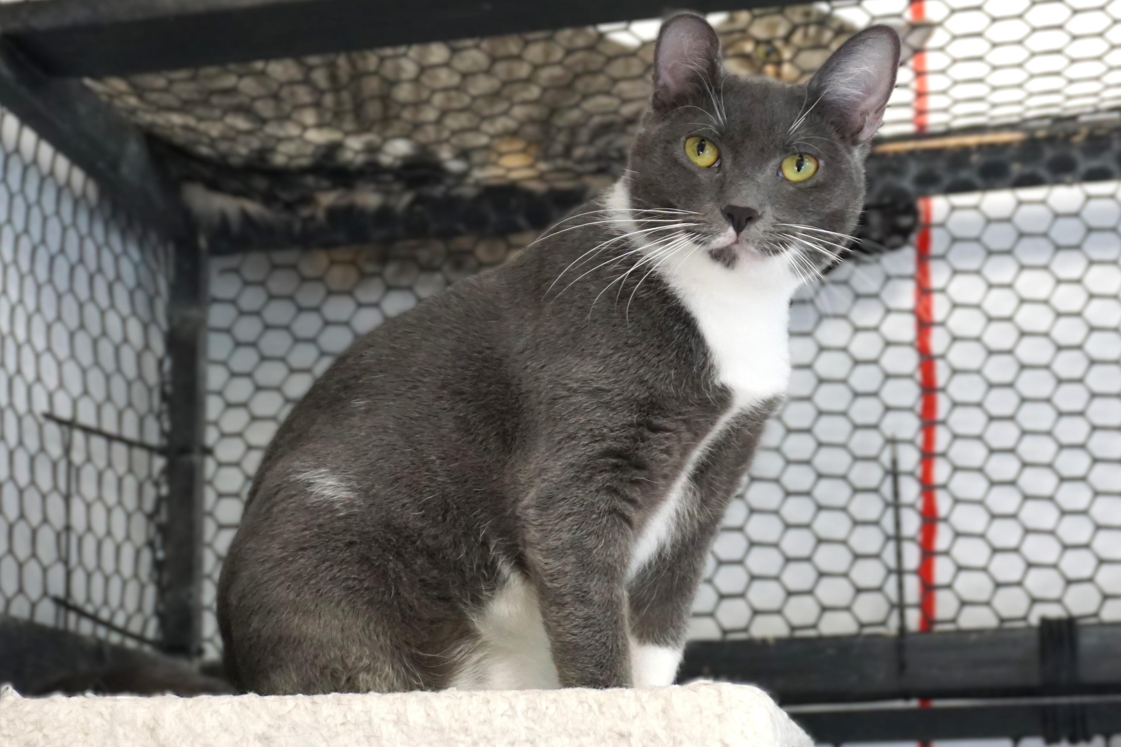 Anna Roo, a Adoptable Domestic Short Hair in Fountain Hills, AZ image 4/6