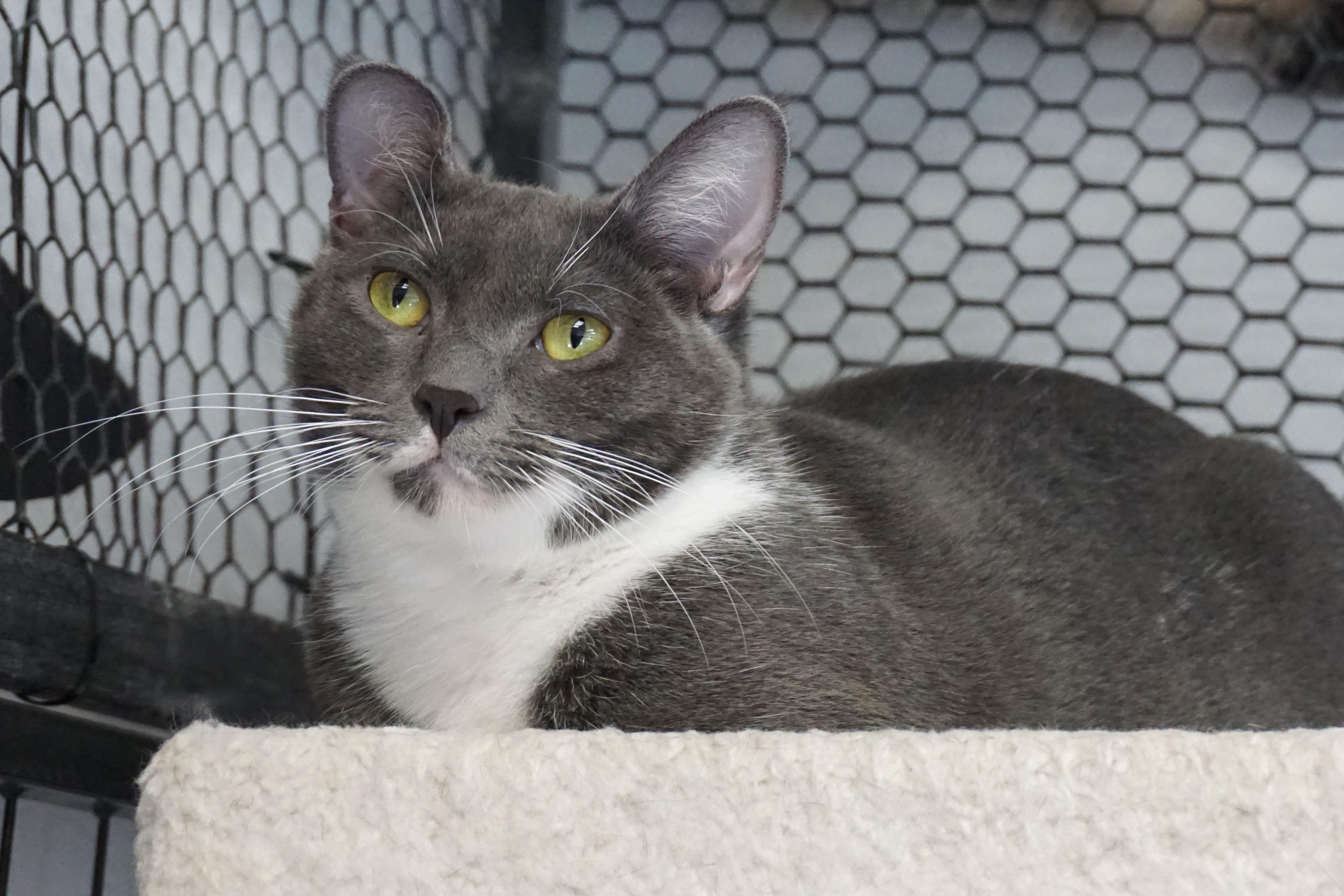 Anna Roo, a Adoptable Domestic Short Hair in Fountain Hills, AZ image 2/6