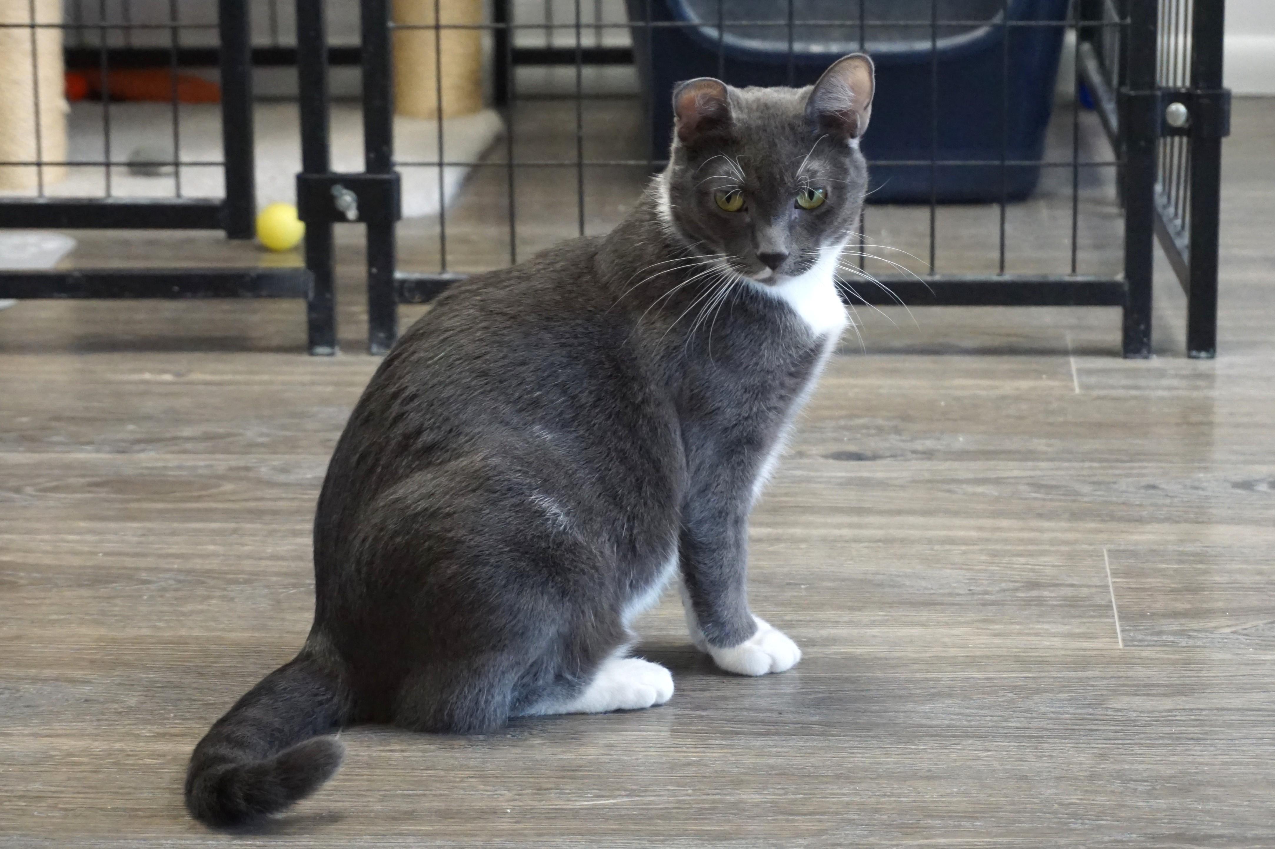 Anna Roo, a Adoptable Domestic Short Hair in Fountain Hills, AZ image 3/6