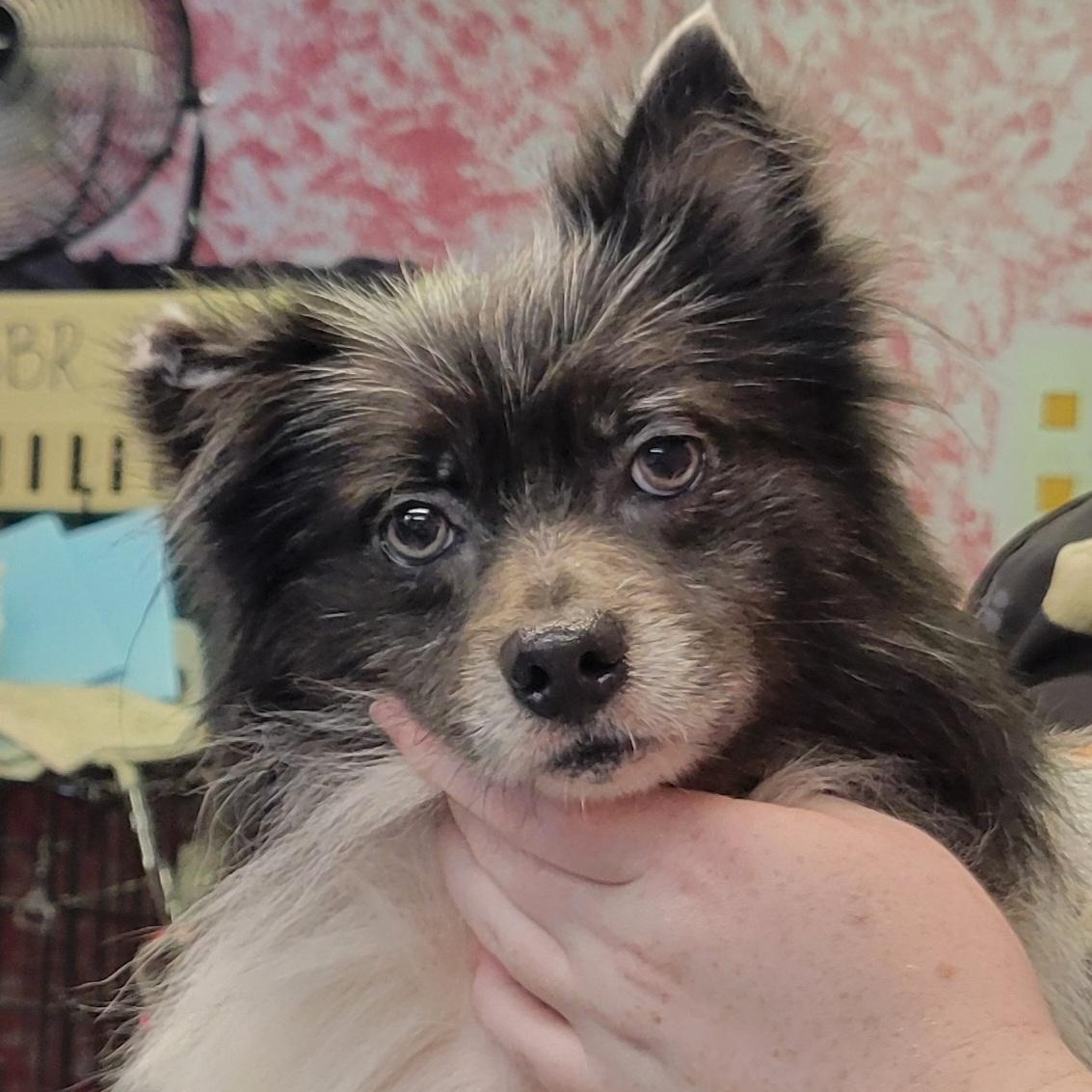 Enlarge Bear, a Adoptable mixed breed in Milford, MI image 1/1