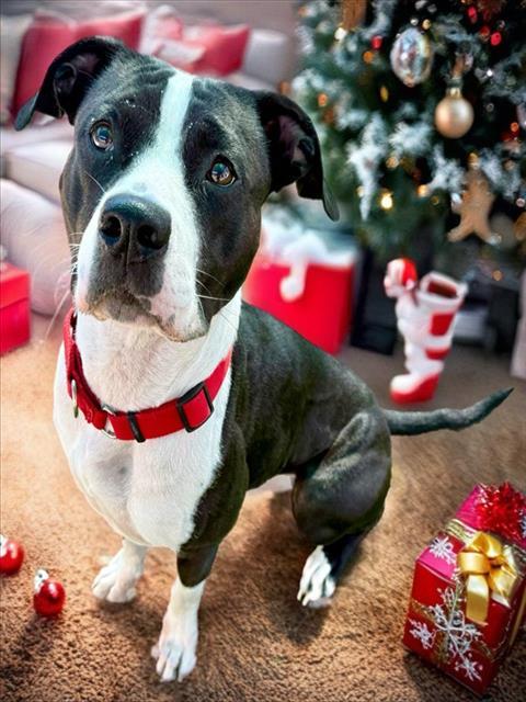 GUMDROP, Adoptable, Adult Female Pit Bull Terrier & Mixed Breed.