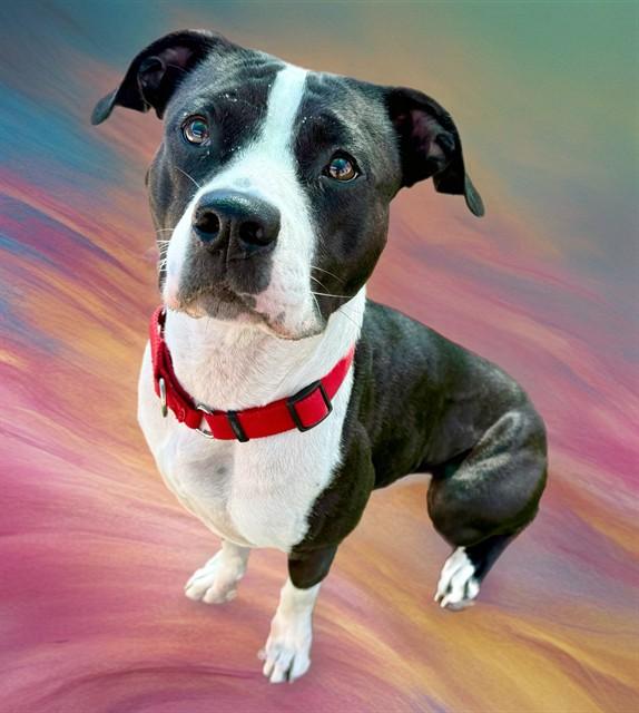 GUMDROP, Adoptable, Adult Female Pit Bull Terrier & Mixed Breed.
