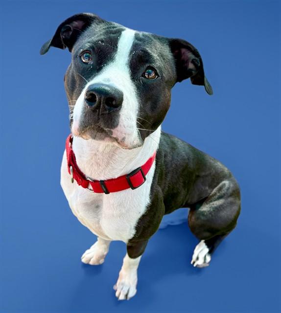 GUMDROP, Adoptable, Adult Female Pit Bull Terrier & Mixed Breed.
