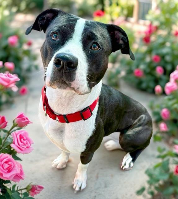 Enlarge GUMDROP, a Adoptable mixed breed in Sarasota, FL image 1/1