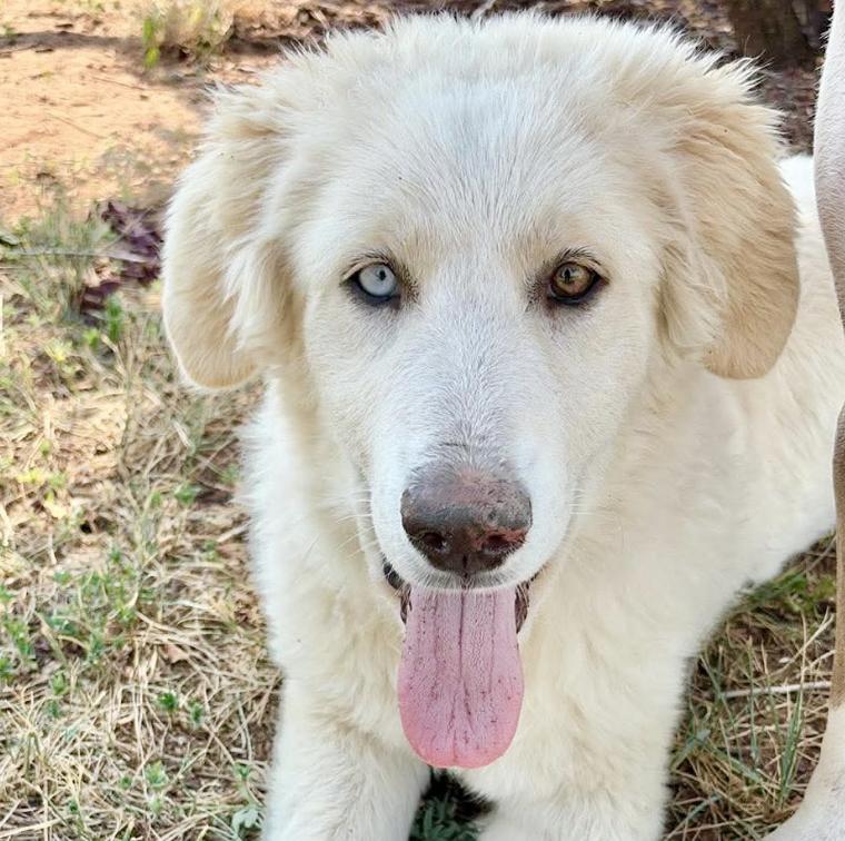 Paige, ADOPTABLE, Puppy Female Great Pyrenees & Mixed Breed.