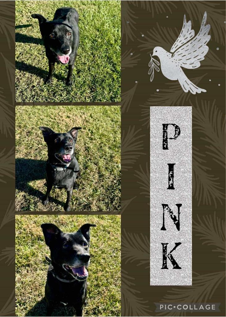 Pink, Adoptable, Senior Female Collie & Mixed Breed.