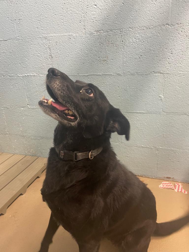 Enlarge Pink, a Adoptable mixed breed in Blountville, TN image 2/2