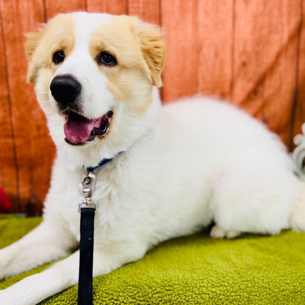 Milo, Adoptable, Young Male Great Pyrenees.