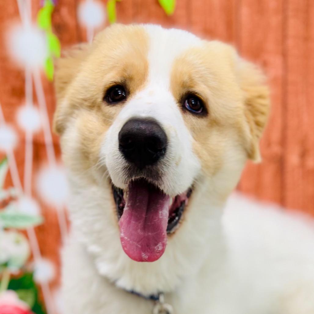 Milo, a Adoptable Great Pyrenees in Lebanon, MO image 2/4