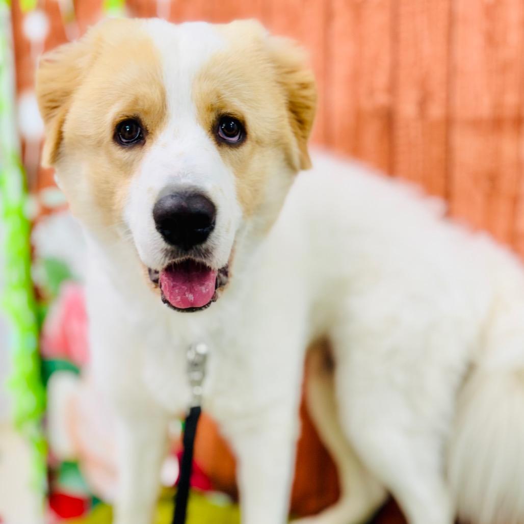 Milo, a Adoptable Great Pyrenees in Lebanon, MO image 3/4