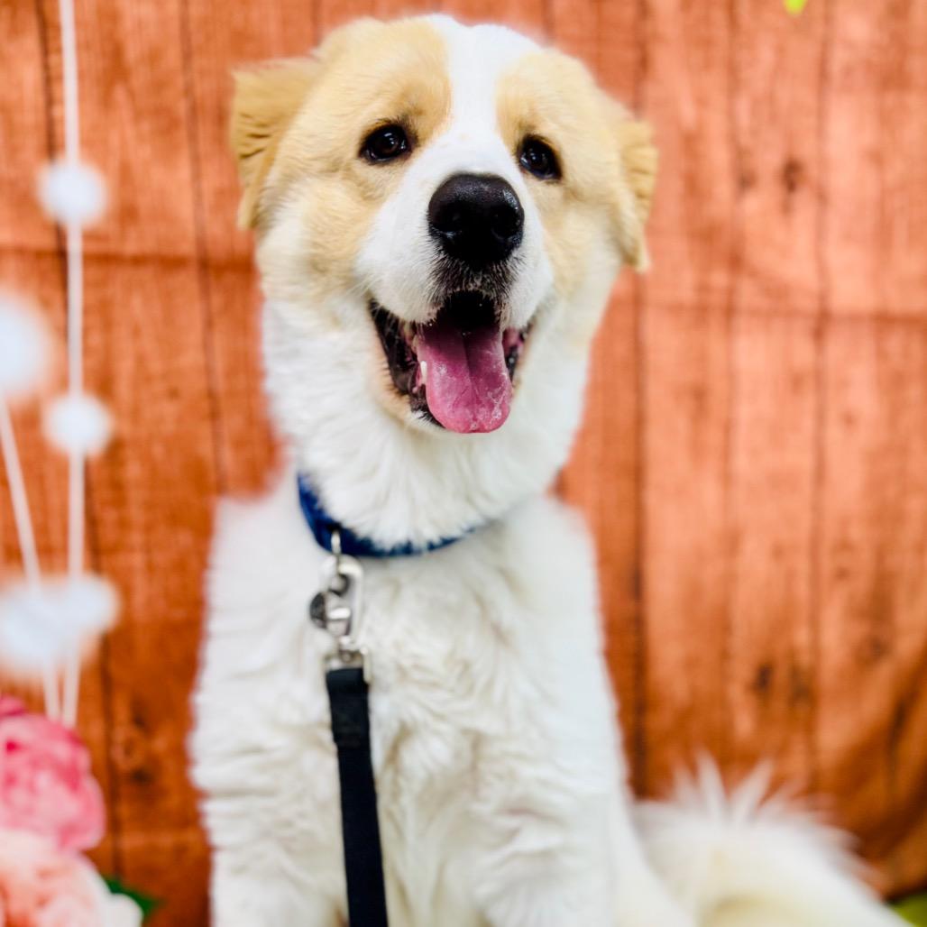 Milo, a Adoptable Great Pyrenees in Lebanon, MO image 4/4