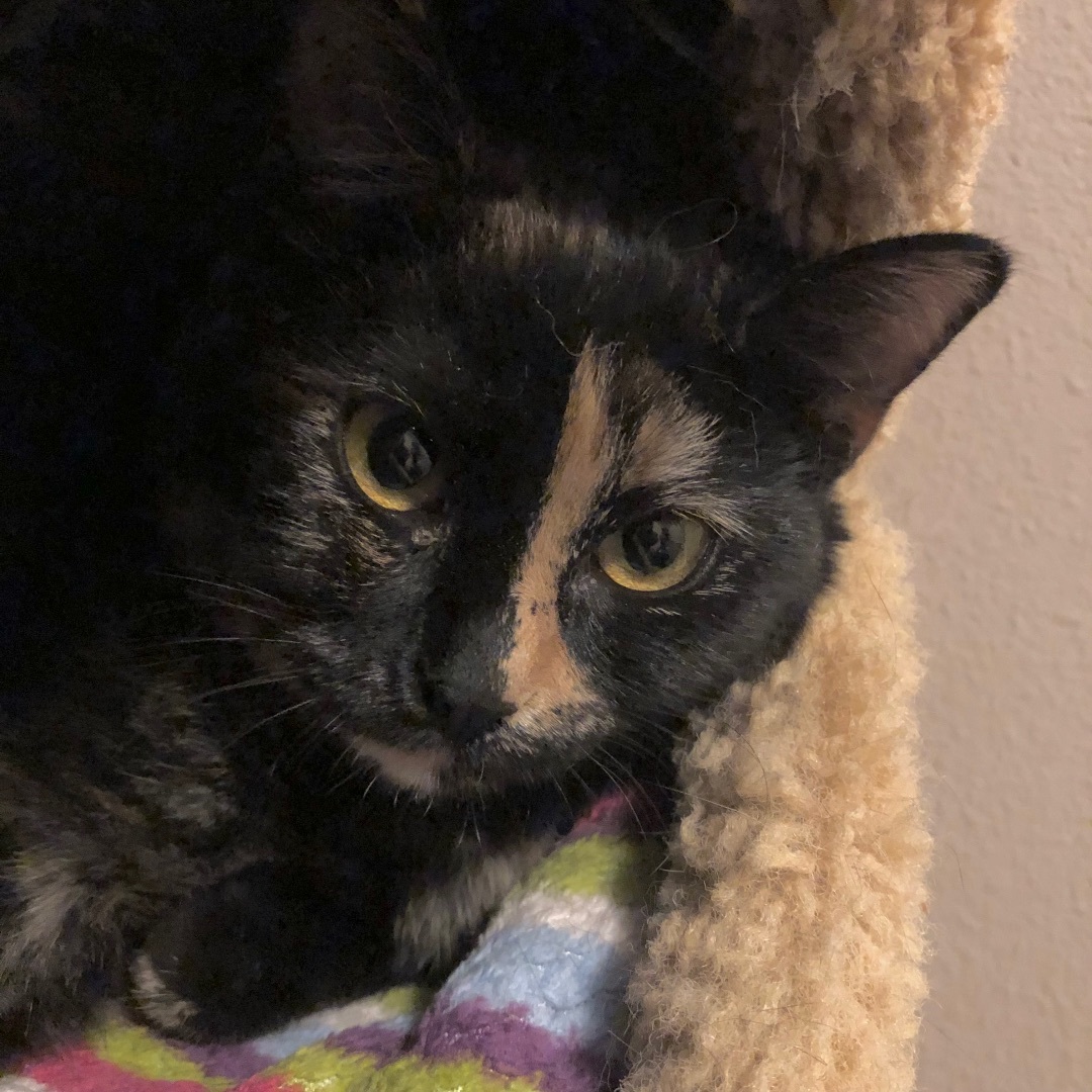 Abby, a Adoptable Domestic Short Hair in Puyallup, WA image 1/6