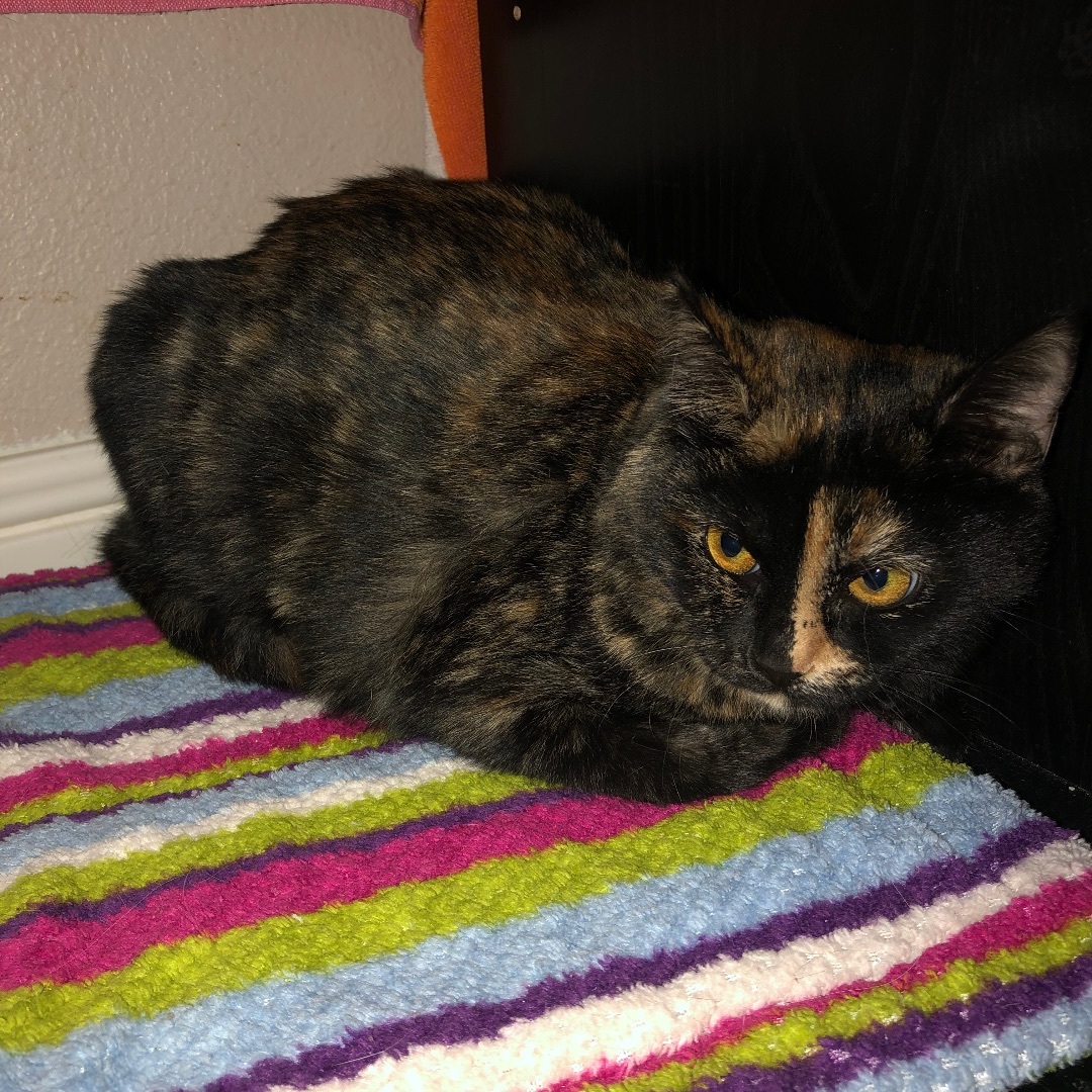 Abby, a Adoptable Domestic Short Hair in Puyallup, WA image 2/6