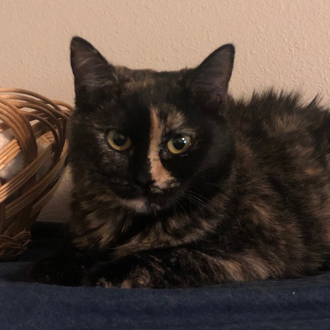 Abby, a Adoptable Domestic Short Hair in Puyallup, WA image 3/6