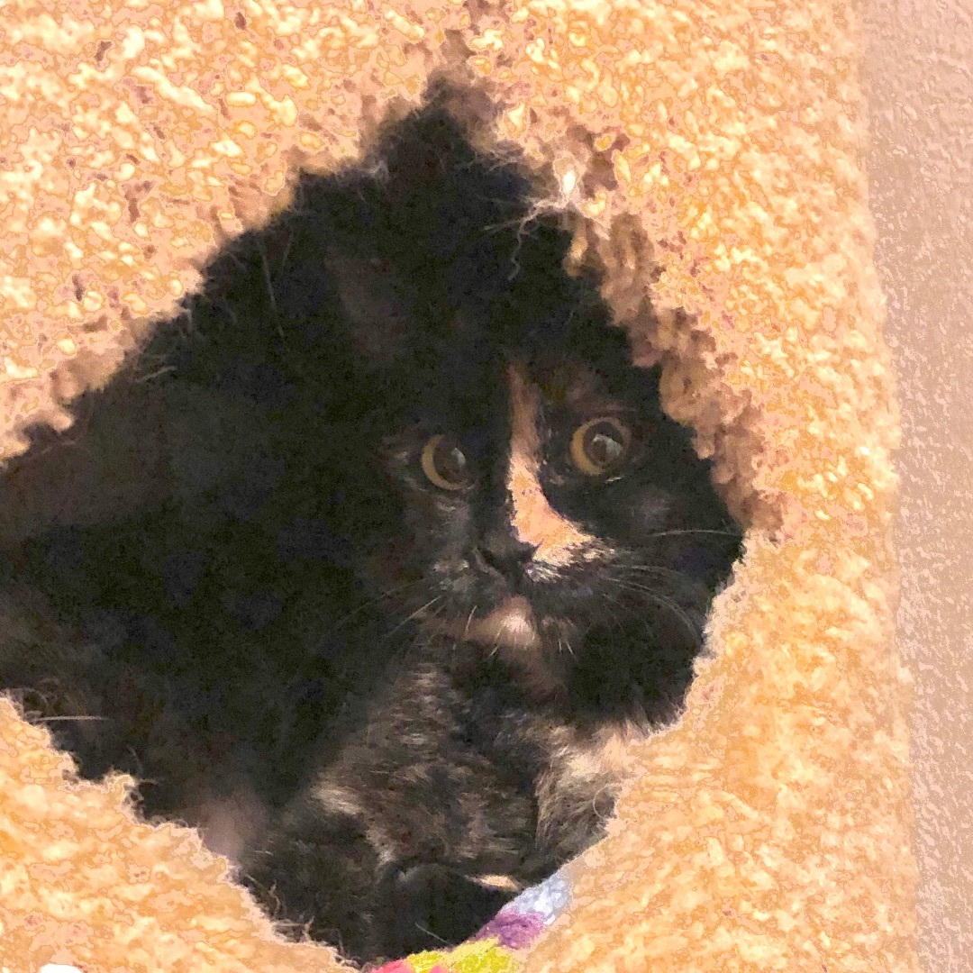 Abby, a Adoptable Domestic Short Hair in Puyallup, WA image 4/6