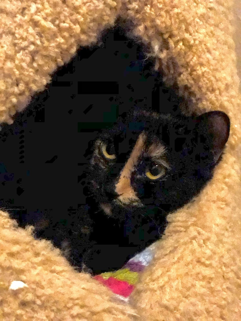 Abby, a Adoptable Domestic Short Hair in Puyallup, WA image 5/6