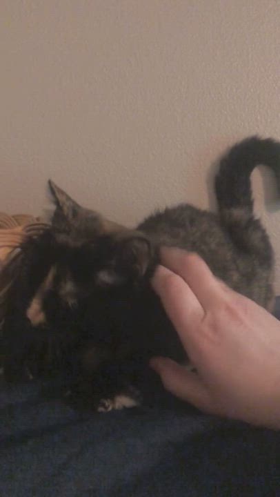 Enlarge Abby, a Adoptable Domestic Short Hair in Puyallup, WA video 6/6