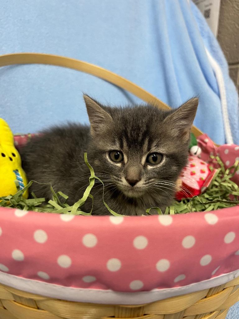 Hedwig, Adopted, Kitten Male Domestic Short Hair.