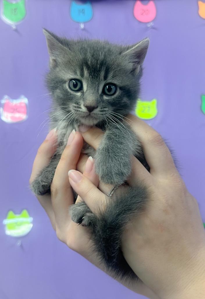 Enlarge Hedwig, a Adoptable mixed breed in Murray, KY image 1/1