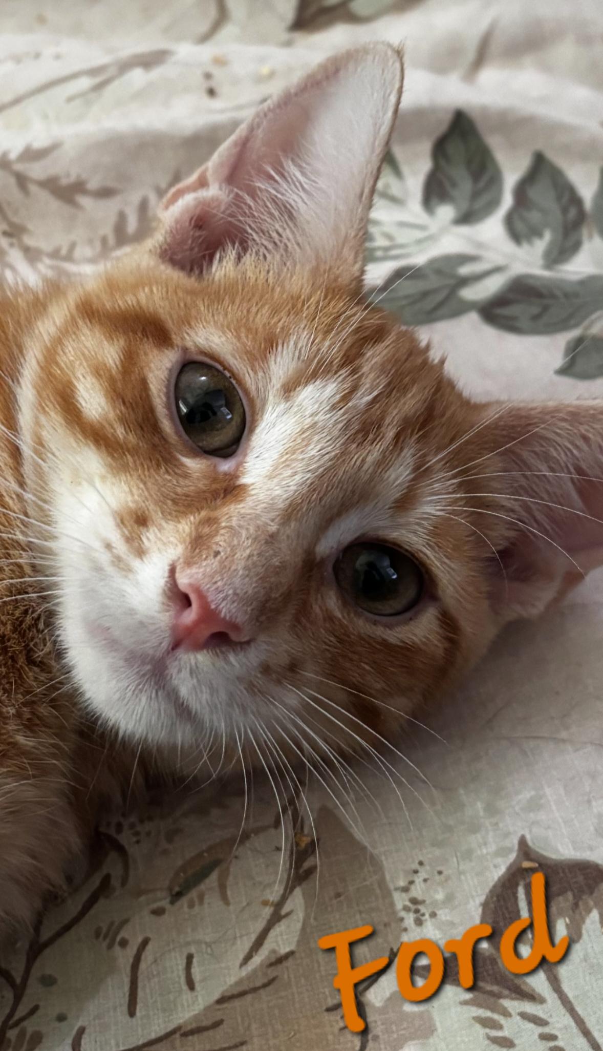 Ford, Adopted, Young Male Domestic Short Hair.