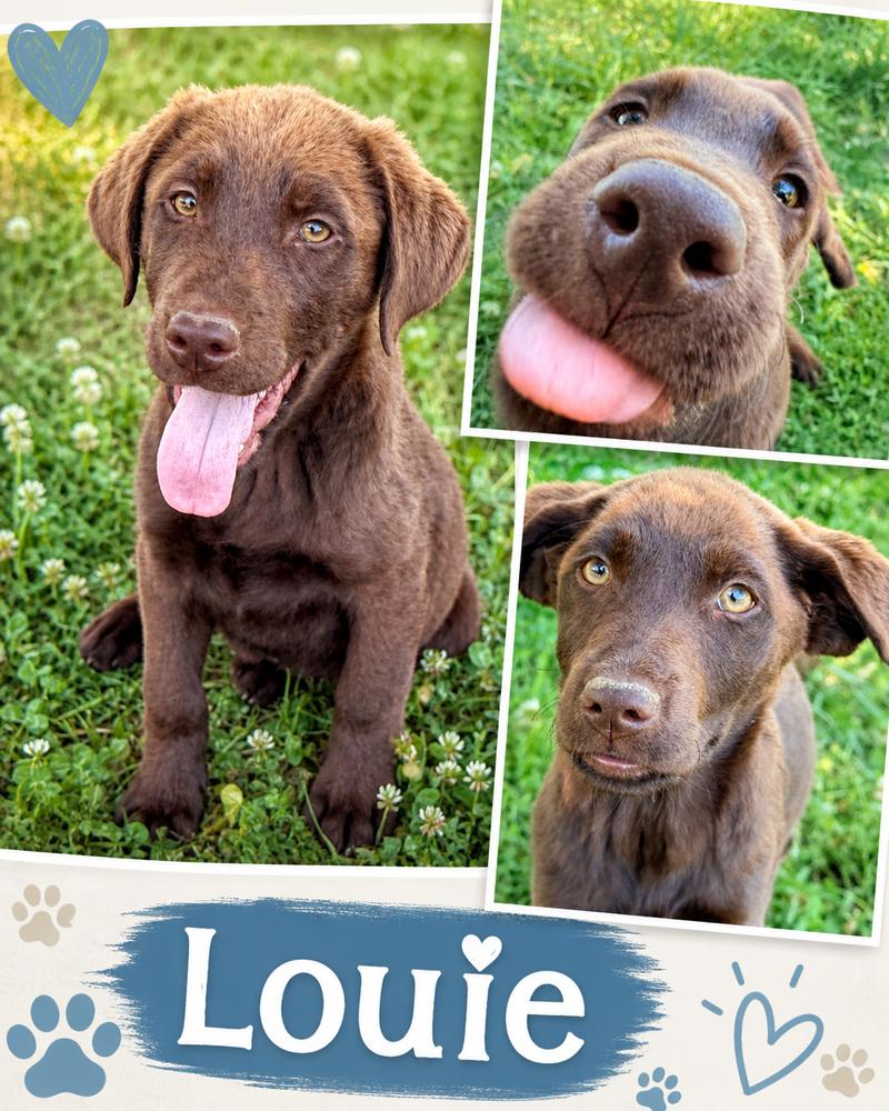 Corneta / Louie, Adopted, Puppy Male Labrador Retriever.