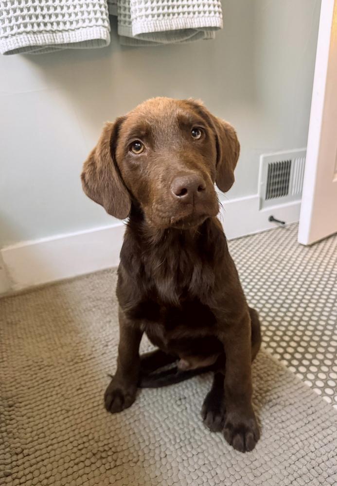 Corneta / Louie, a Adopted mixed breed in Broomfield, CO image 2/5