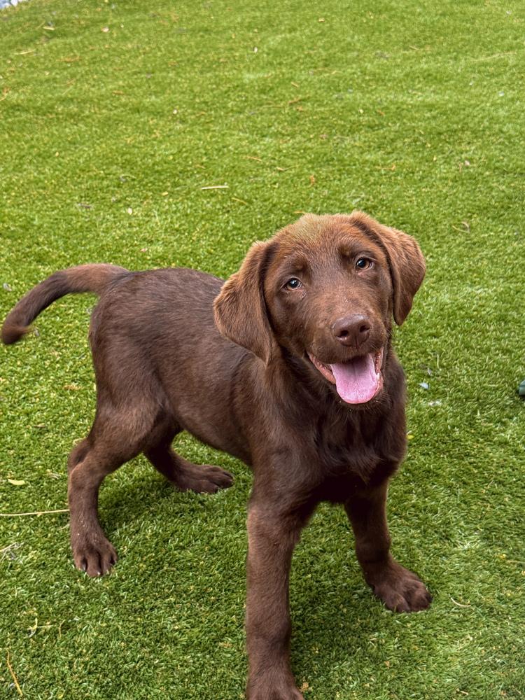 Corneta / Louie, a Adopted mixed breed in Broomfield, CO image 3/5