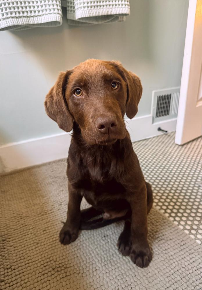 Corneta / Louie, a Adopted mixed breed in Broomfield, CO image 4/5