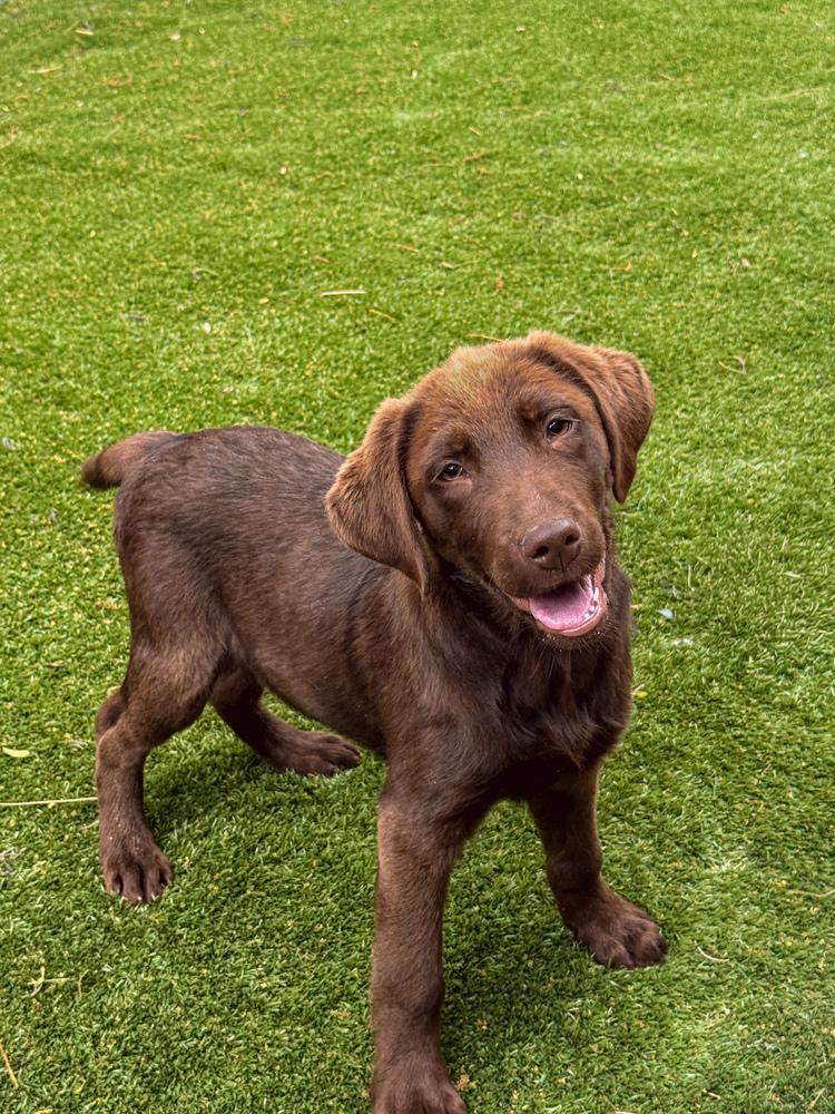 Corneta / Louie, a Adopted mixed breed in Broomfield, CO image 5/5