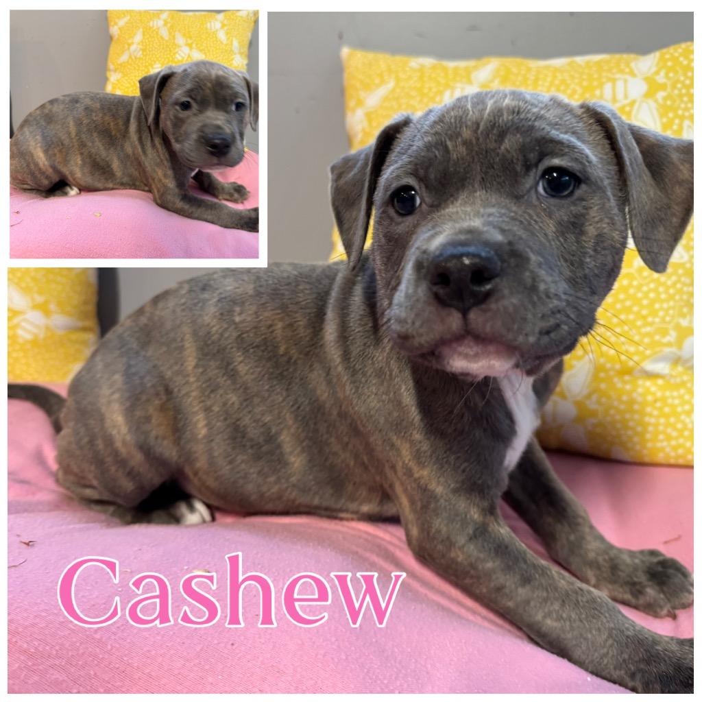 Enlarge Cashew, a Adoptable mixed breed in Charlotte, MI image 2/2